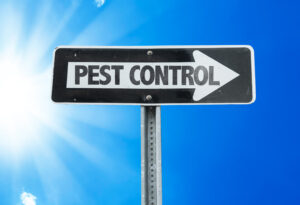 pest control - ant extermination